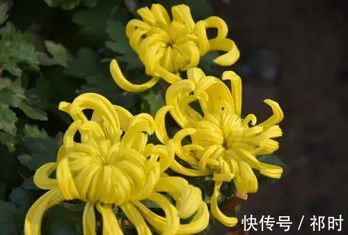 中药材|中药材的作用和功效:菊花搭配红枣有奇效