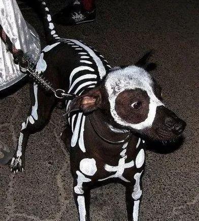 |幽默段子:第一次来男孩家,却把凳子坐烂了,中午饭看来不能吃了