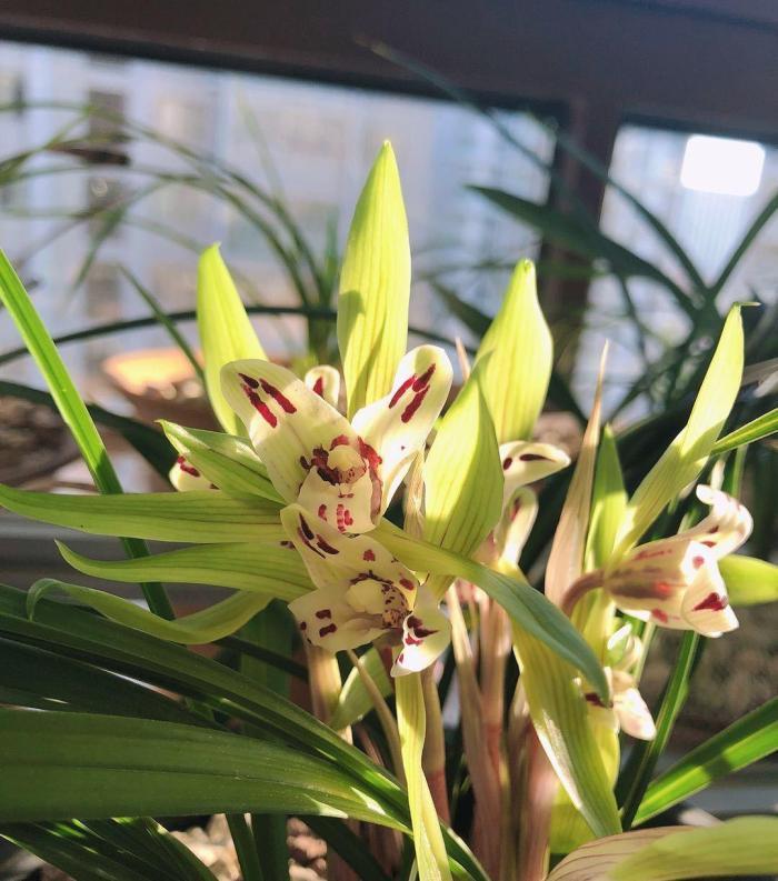 浇水|阳台养兰,牢记这几点,叶子翠绿开花旺,想死都难!