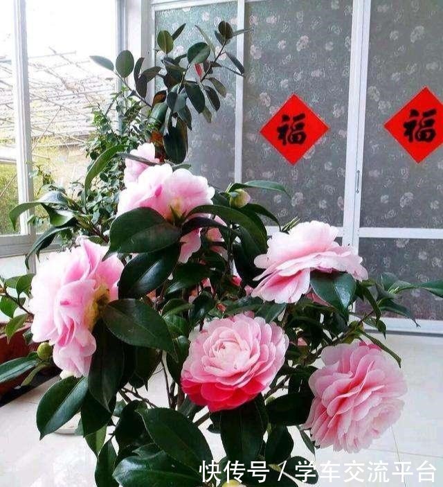 茶花生长，四季有“规律”，秋天这样养，花苞巴掌大，砰砰开大花！