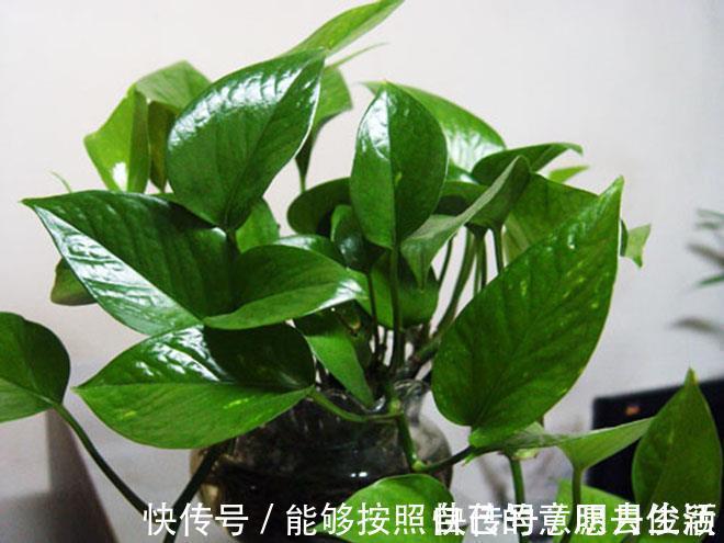 矿泉水瓶|绿萝最爱喝的5种水,喝完长得贼快,叶子像刷了“绿油漆”