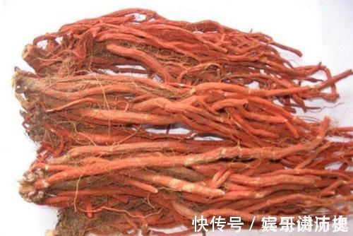 活血化瘀|丹参药用价值高,掌握这6种吃法,让身体更补更健康!