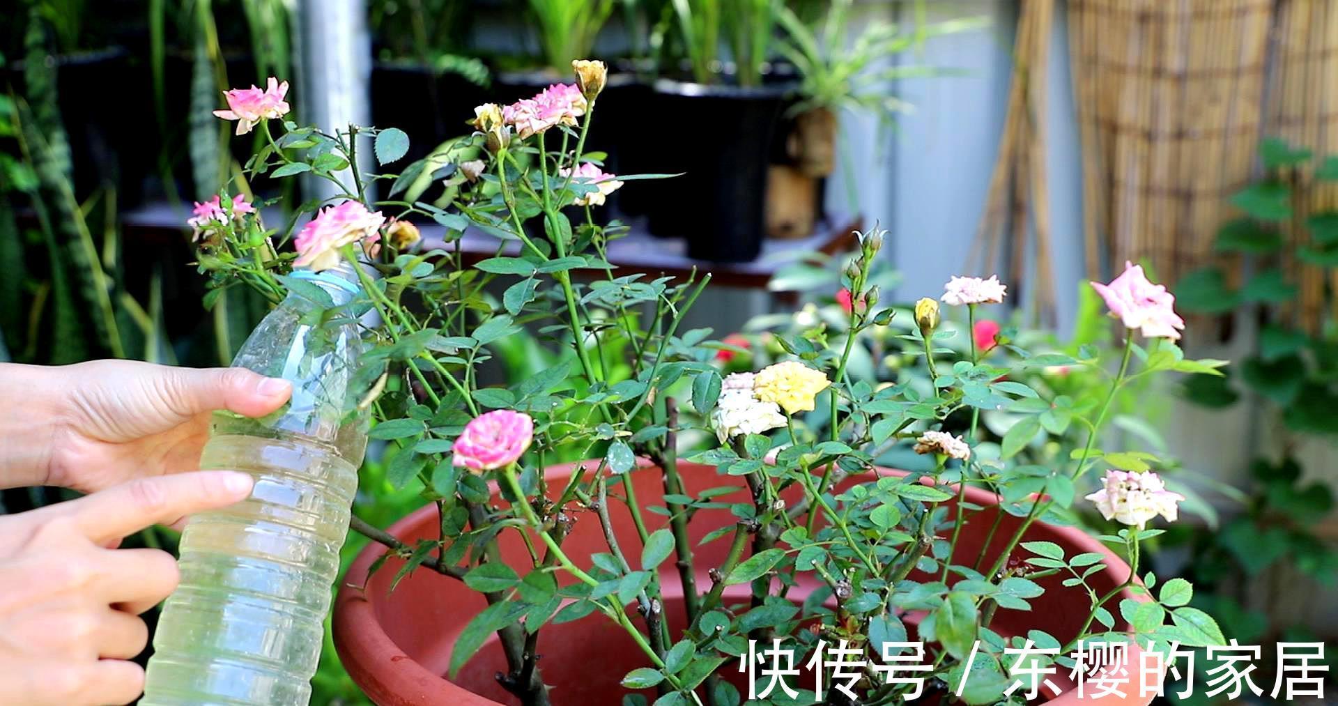 月季花|这些花秋天已“苏醒”,再忙也要施“秋肥”,不然会影响生长