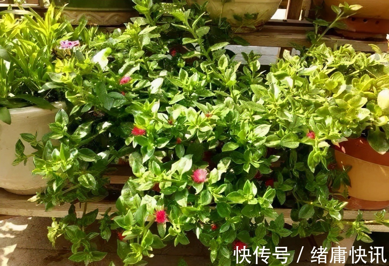 牡丹吊兰|4种花能观赏能“养人”，建议养几盆，好看又利于健康