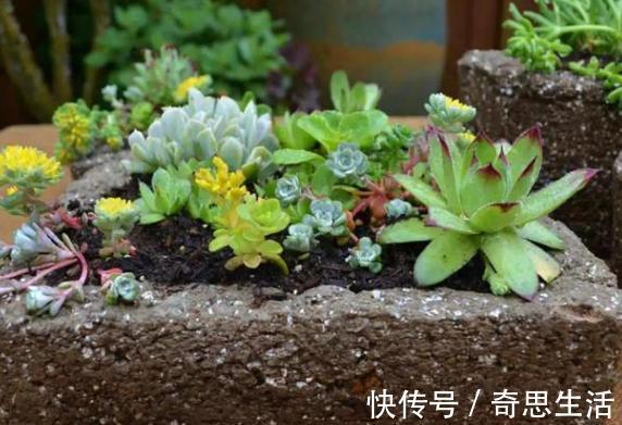 盆栽多肉植物,叶片不够圆润怎么办新手当多关注5个细节处理