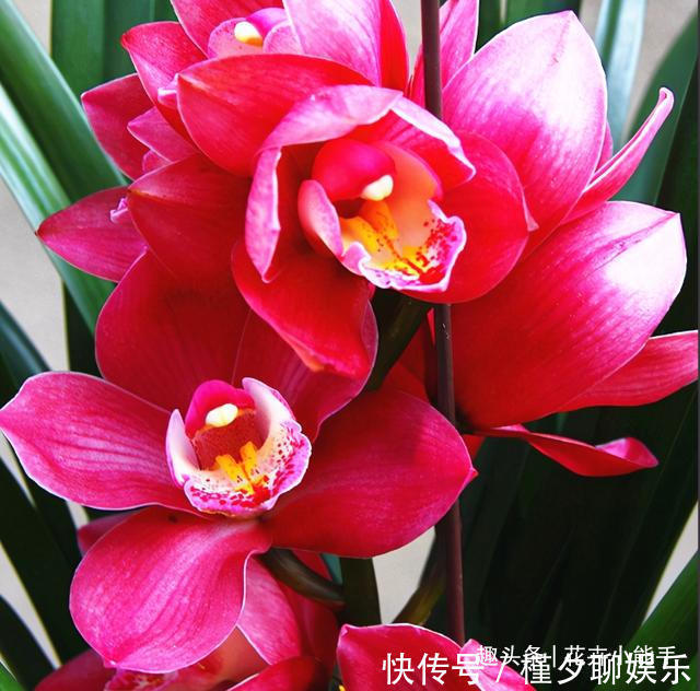 此兰花,今年非常“火爆”,上盆效果很棒,是名副其实的开花机器