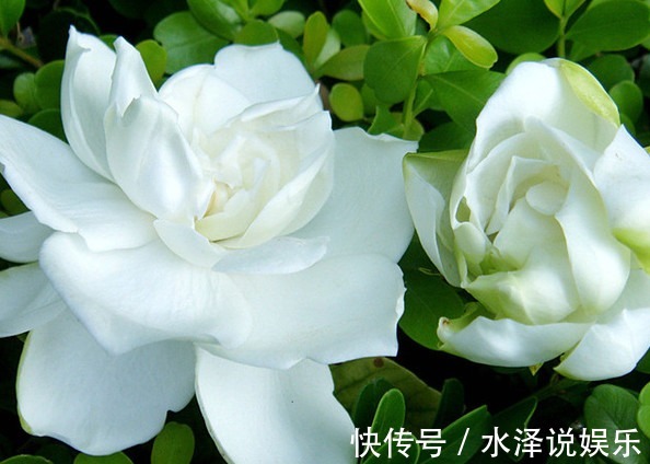 菊花|夏季最适合的菊花,轻松爆盆,阳台变花园,花朵蹭蹭地冒