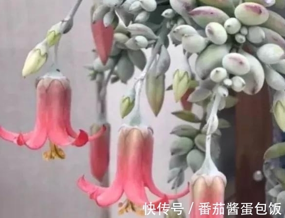 养殖|8种多肉皮实又好养,开花超级美丽,总有一种是你喜欢的