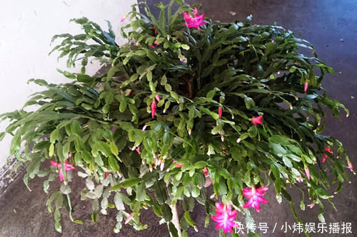 爆盆|嫁接蟹爪兰,选对砧木,10天愈合,15天成活,翌年开花爆盆