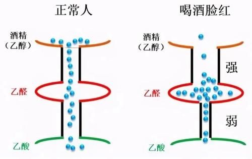 喝酒脸白、脸红或者出汗的人，哪个酒量更大？酒量后天能练吗？