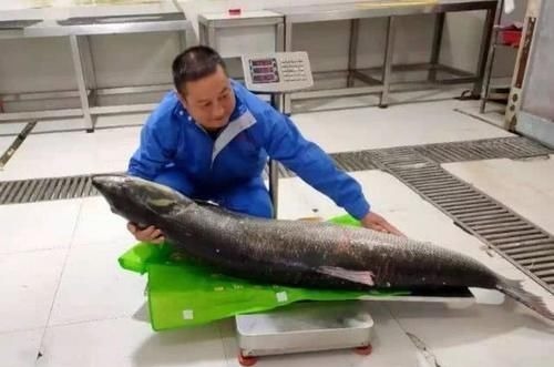 人称“水中老虎”,鱼中的害群之马,肉质鲜美,5000块只能买90斤