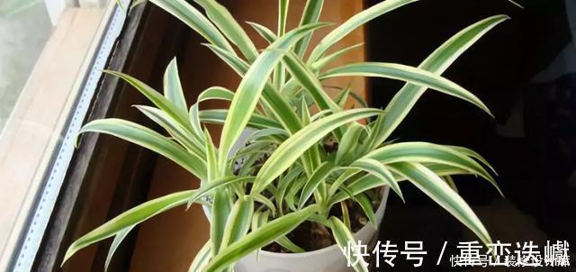 厕所|卫生间放一盆这个植物,异味全跑光,绿意盎然又芬芳
