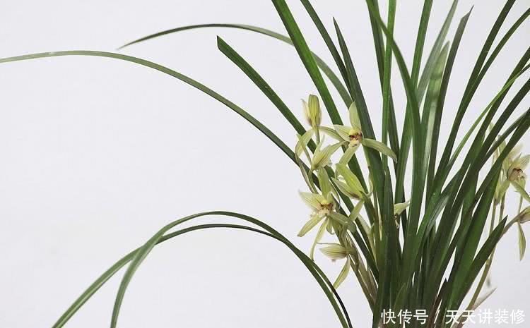  极品|盆栽兰花一辈子这样施肥，才能叶片优美，花香悠远，养出极品兰花