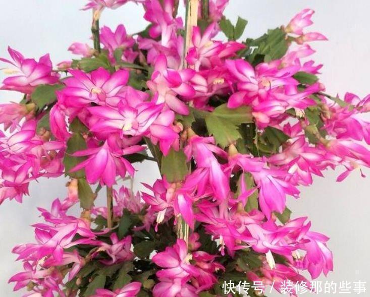 鸳鸯七|养花就养4种花，好养易活花量大，养上一盆四季欣赏，好活还不贵