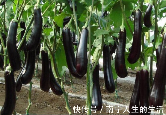 茄子|茄子是普通家常菜,对人体起到重要作用,但食用禁忌大家要了解
