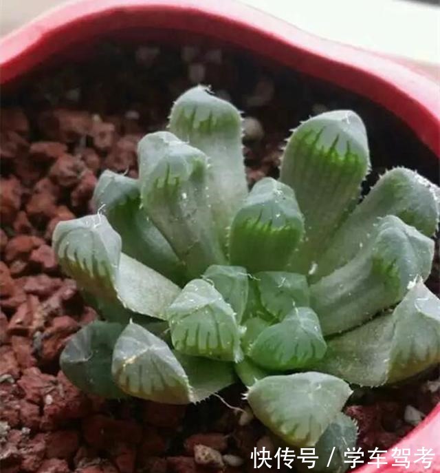 多肉皱巴巴,浇水也不活教你4招,养的圆滚滚,红扑扑!