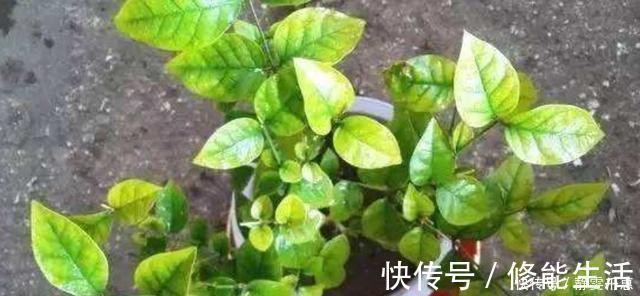 发黄|养茉莉花，多浇“2种水”，黄叶问题轻松解决，四季开花满屋香