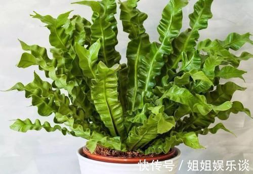 浇水|17种适合生长在弱光处的室内植物,可以摆放在家里的任何角落