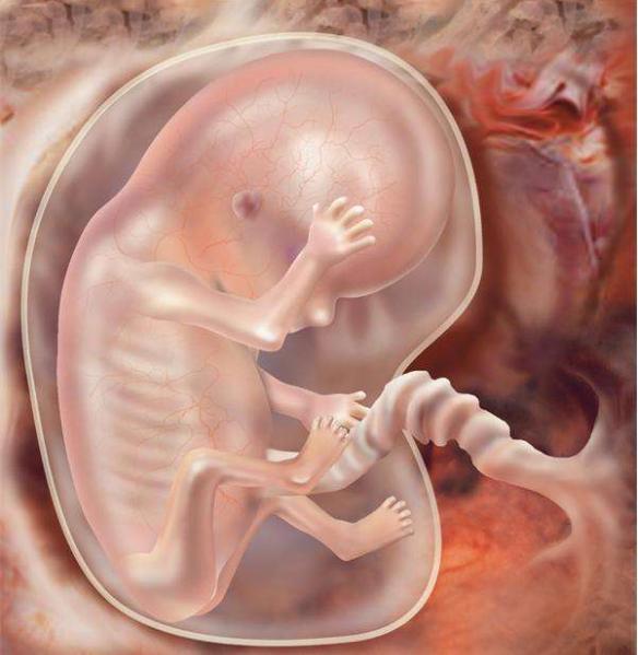 dh胎儿从这月进入“猛涨期”,大脑和身体都在飞速发育,注意补营养