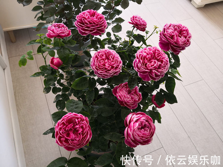 深玫红|喜欢养菊花，就养盆“名贵菊花”，花开“火炼真金”，美丽卓越！