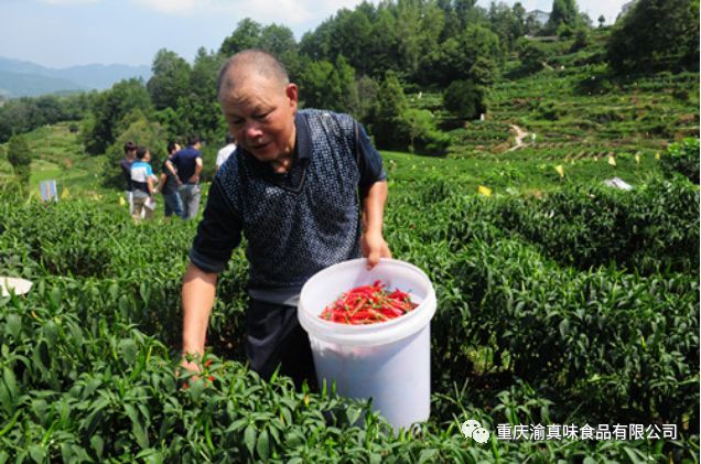 石柱红辣椒，给你的火锅注入灵魂|重庆特产传说（531） | 辣椒