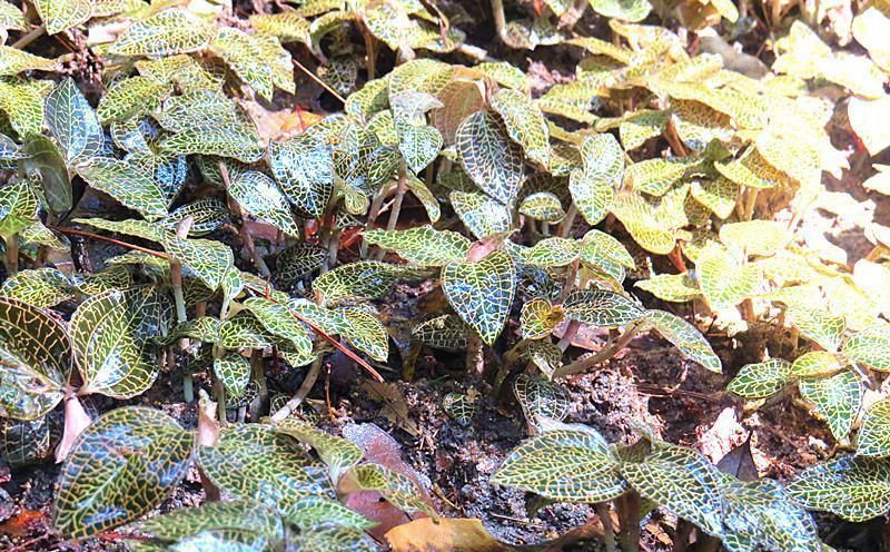 农村一野草,人称“药王”和“神草”,比野人参还珍贵