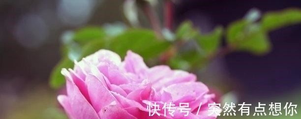 摩羯|未来10天，喜事降临，桃花来袭，诸多惊喜，爱情事业双丰收