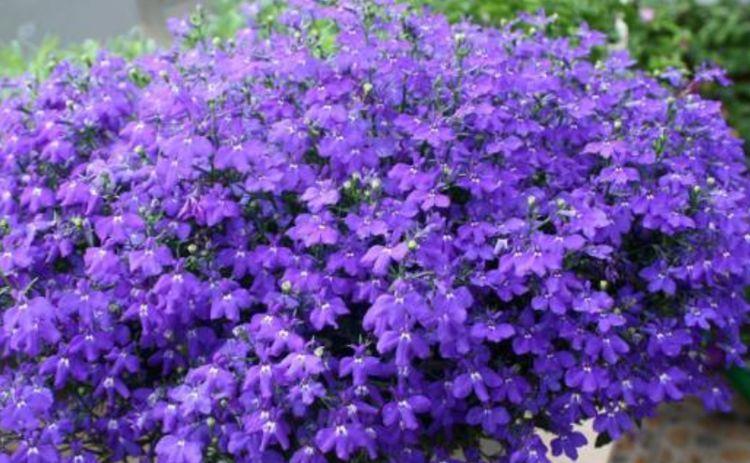 适合冬天养护的4款花，花大色艳真漂亮，谁养谁上瘾