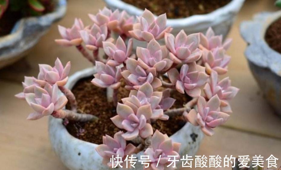 土壤|初冬养多肉,有这4款别急着往屋里搬,冻一冻,茎叶更肥美