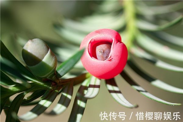 白蛋白|秋季养生正当时,多吃四种食物,能保肝补肾,改善体质,早吃早好