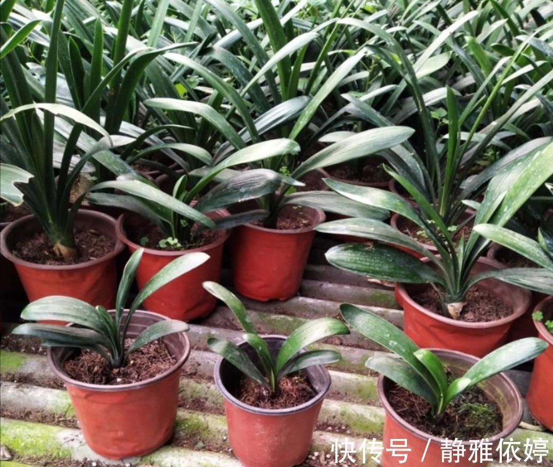 山上收集回来松针土,别直接拿来养花,先要简单处理