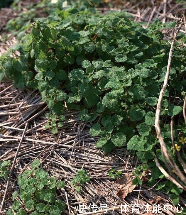 光照|薄荷这样养,植株粗壮,叶子多,掐个叶子,能做菜当“茶叶”!