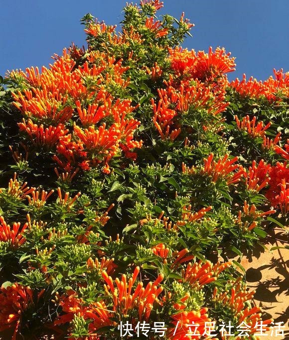 院子里养棵“它”,3年爬满墙,冬天开花太漂亮,邻居纷纷跟着养!