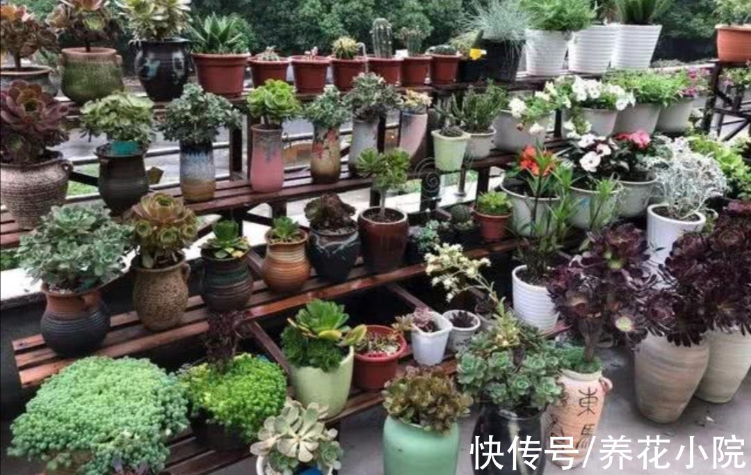 花盆下面填一层“颗粒”，疏松透气不积水，根系生长健壮