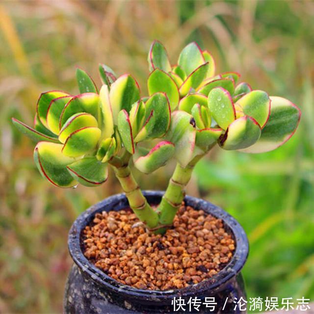 度夏|6月养多肉,只要“3方面”做好,多肉越长越迷人,度夏更轻松!