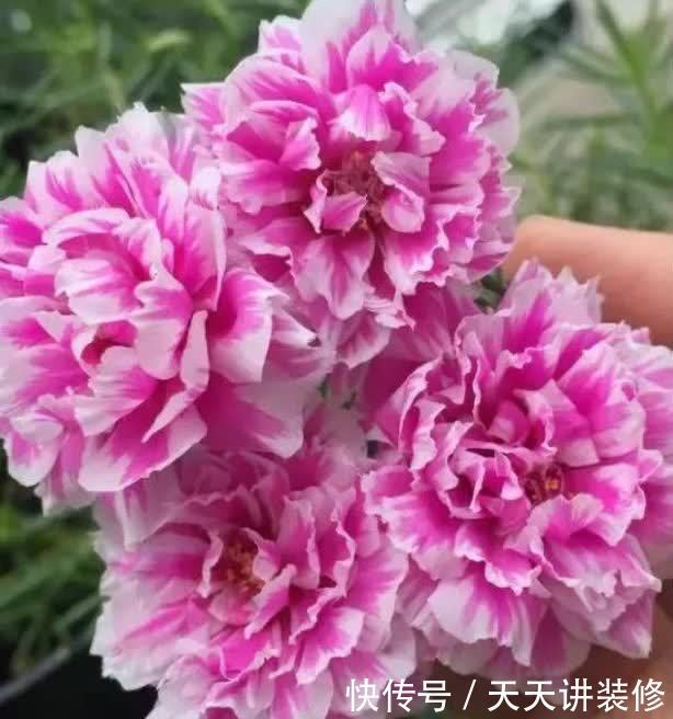 正月二十六,家里养上4种花,寓意财源滚滚来,你家有吗?