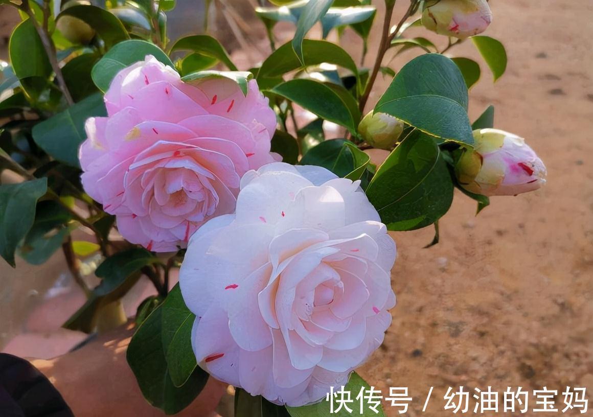 这三种花是“醋坛子”,每周灌一次“酸”水,冰雪天也能绽放群花