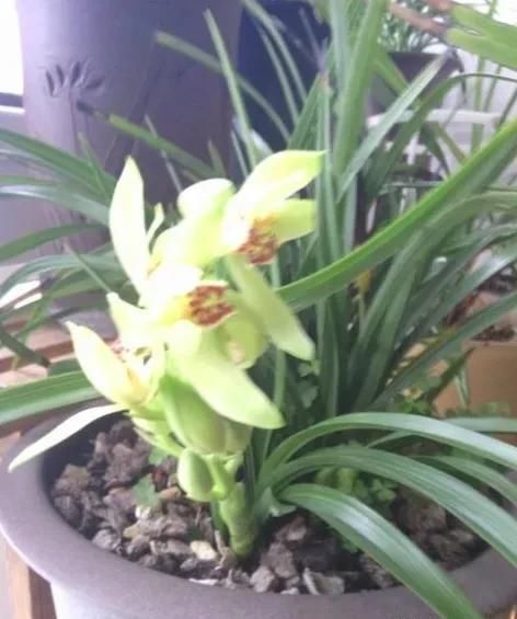 怎样给兰花施羊粪？几月施最好，为何？