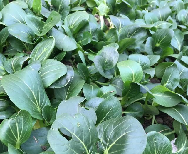 家庭种菜,用10个空油桶、泡沫箱,青菜辣椒收获不停,省钱又好吃