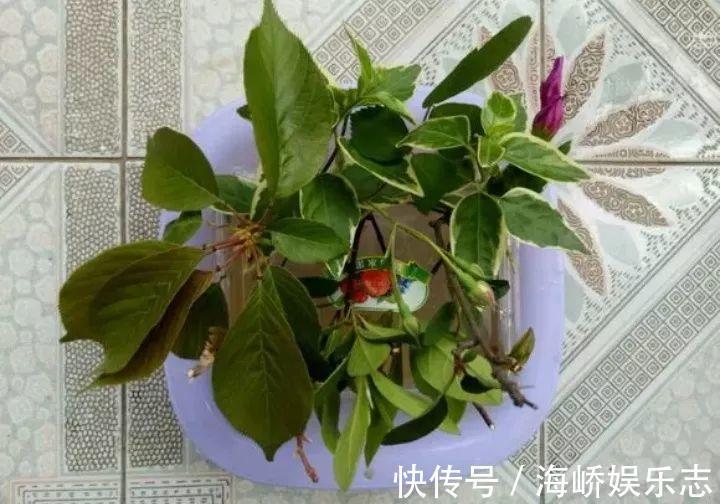 柳枝|它是天然“生根剂”，给花浇一点，根系壮猛发芽！
