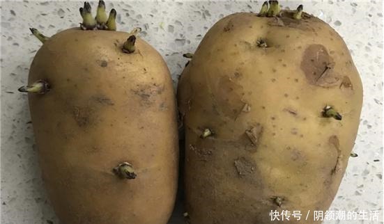 发芽|发芽的土豆还能不能吃原来多年一直误解了,营养师告诉你真相