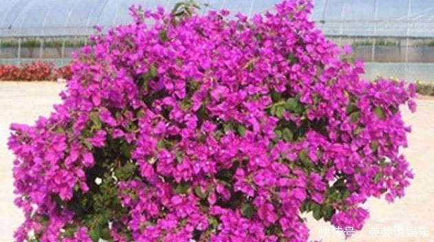 叶子|新手养护花卉,掌握3个要领,花比叶子还密,年年开“爆盆”!