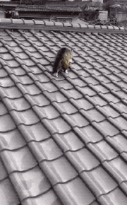 |搞笑笑话,动图:大哥是从阿三那边进修了吧!