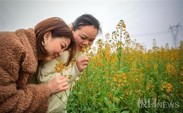 “女神节”里一起来看七彩油菜花