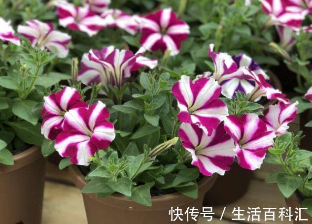 这4种花不易生病好养活,开花就爆盆,园艺新人小白入手不吃亏