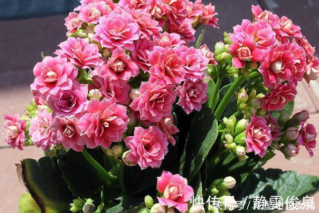 花瓣|长寿花里的“5个经典品种”,各有各的美,看完都想养一盆