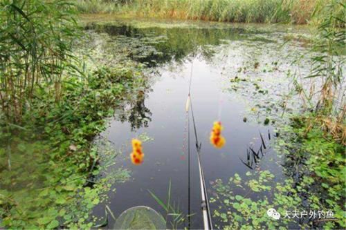 自用酒米配方3个，可打窝可做饵，夏钓大鲫鱼，离不开的好饵料