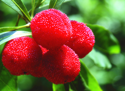 延缓衰老|超市比较常见的3种食物,营养丰富、延缓衰老,早吃早健康!