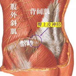 无菌性|腰腿疼痛？可能是臀上皮神经卡压在“作怪”！如何缓解看这里→