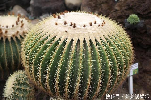 金琥|养仙人球,有“1点”别忽略,不烂根长得胖,长到脸盆大,还开花